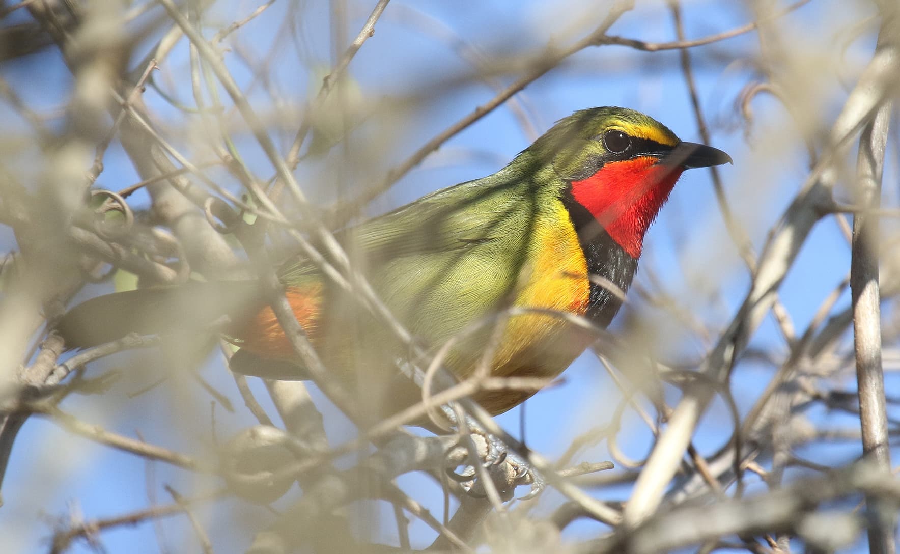 A green, yellow and red colourful bushshrike (bird) is sitting amongst branches. Behind the bird is a clear blue sky. 