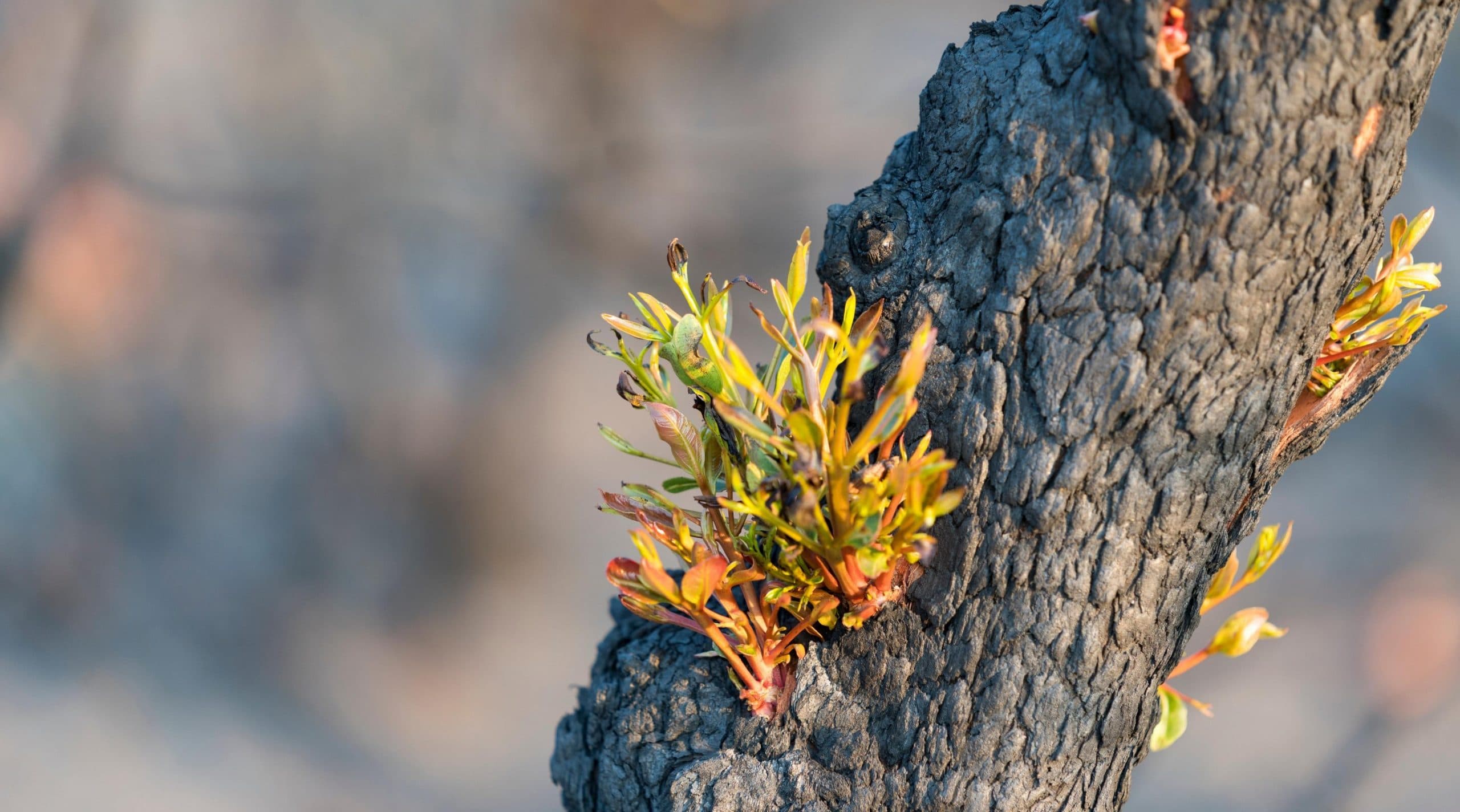 Green patches of small fresh leaves sprout from a charred tree branch.