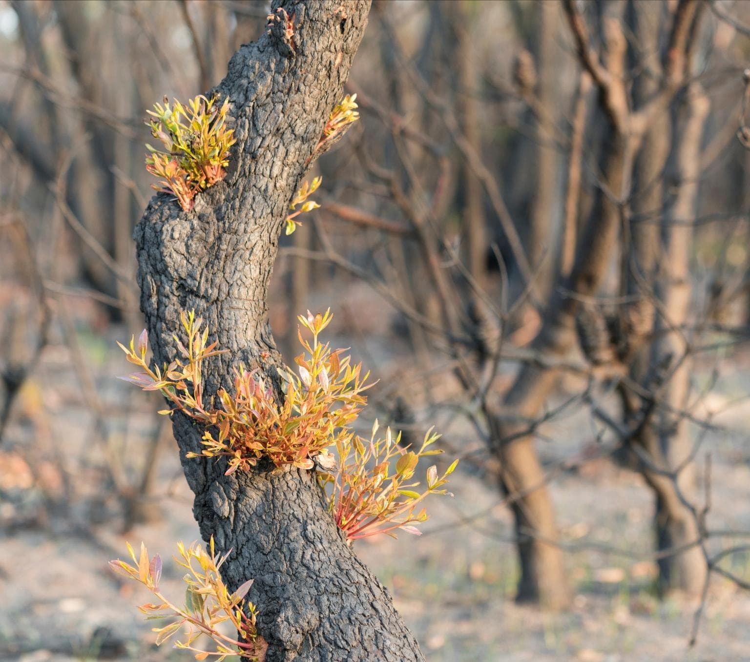 Brown tree trunk with light green and pink leaves sprouting from the trunk.