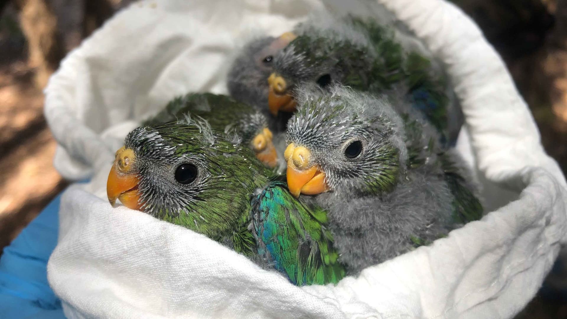Captive breeding impacts chances of survival in the wild