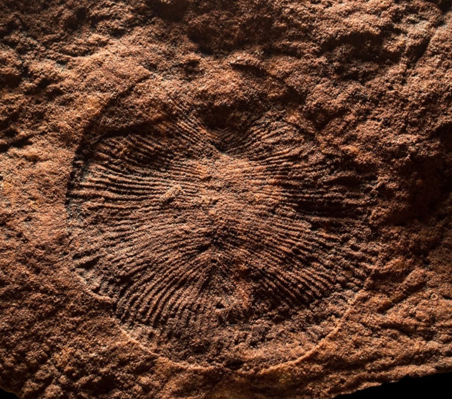 The Dickinsonia fossil imprinted in orange/brown coloured rock sediment. The ancient animal has a distinctive rib-like design running across its body.