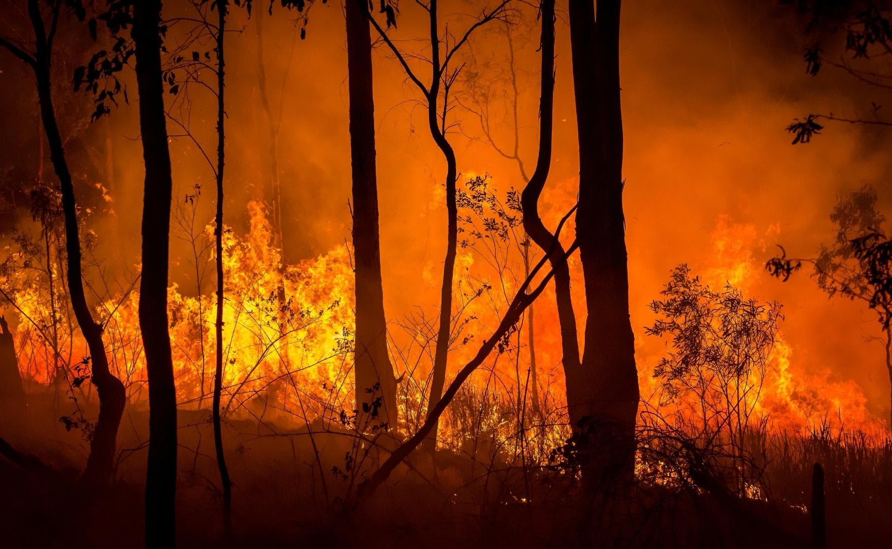 black tree trunks pictured in front of bright red and orange flames