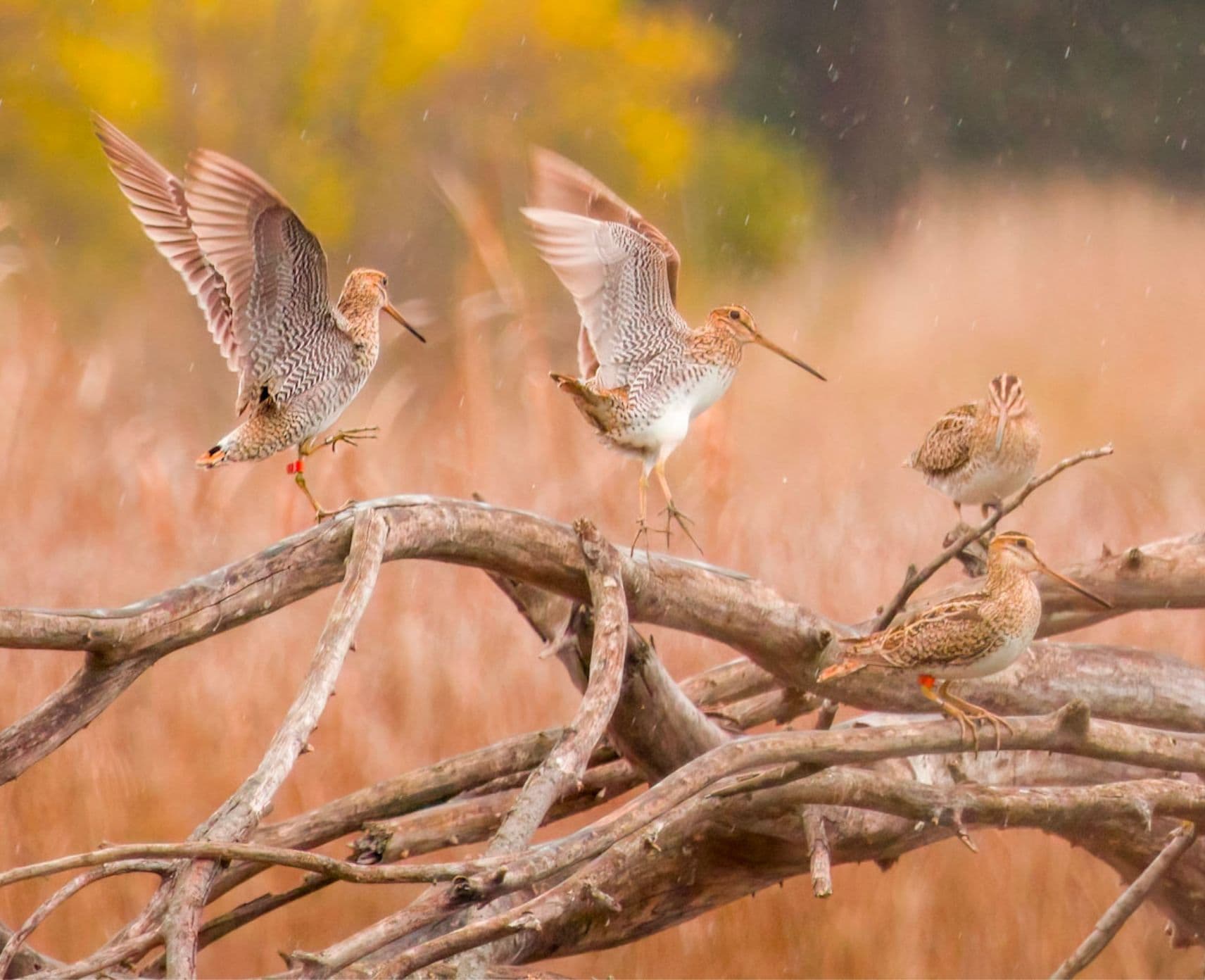 Four snipes balancing on the branches of a fallen tree. Two have their wings spread as though they have just landed.