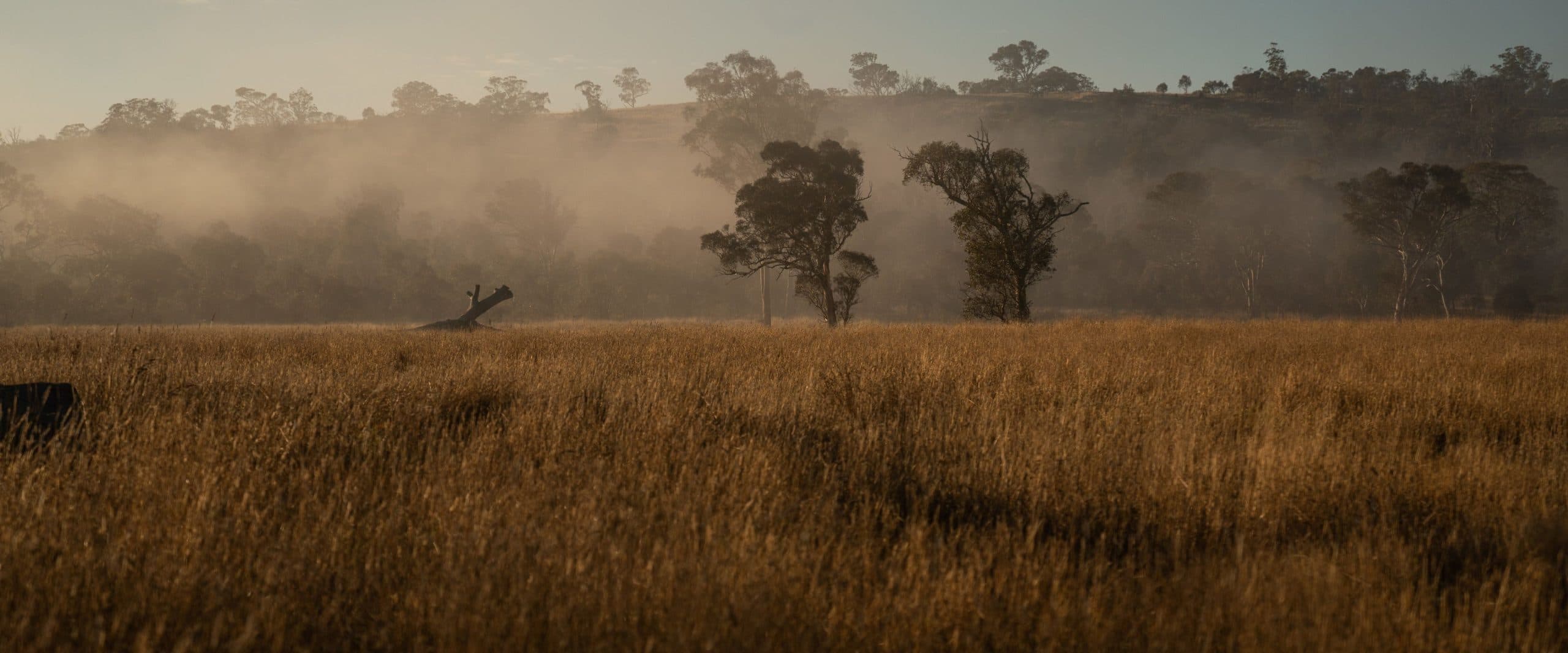 A landscape with tall grass, some trees and hills in the distance, and low-lying fog.