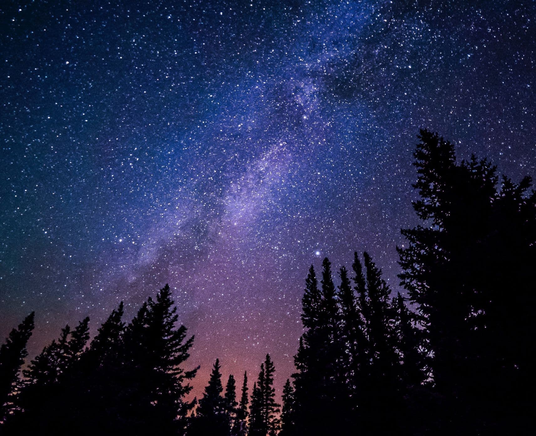 Trees against a purple night sky