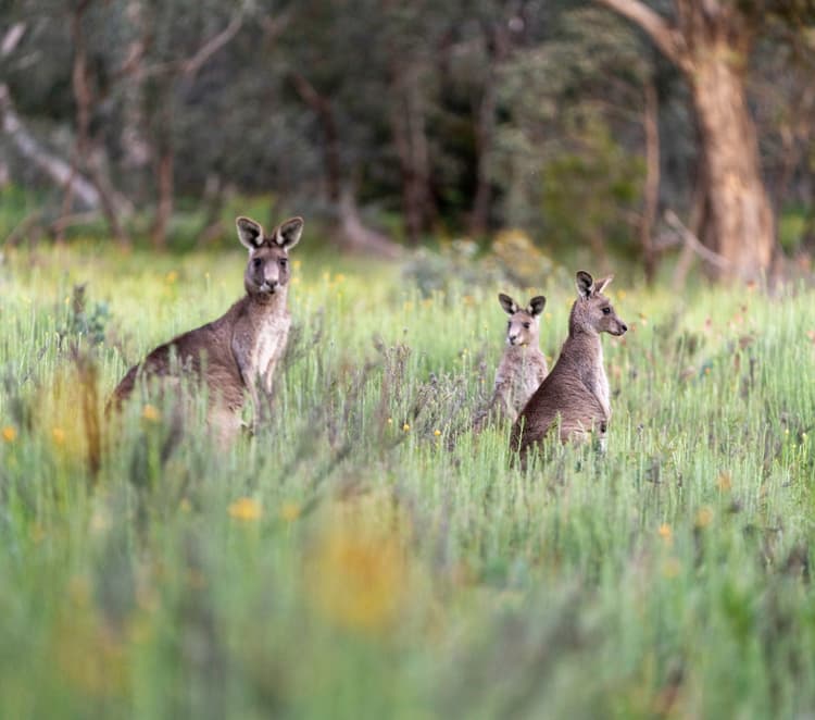 Here's why you can only find kangaroos in Australia