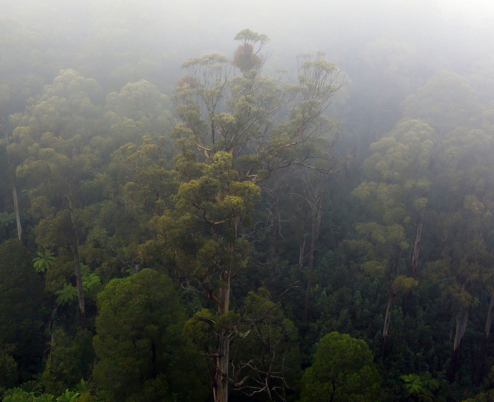 mountain ash