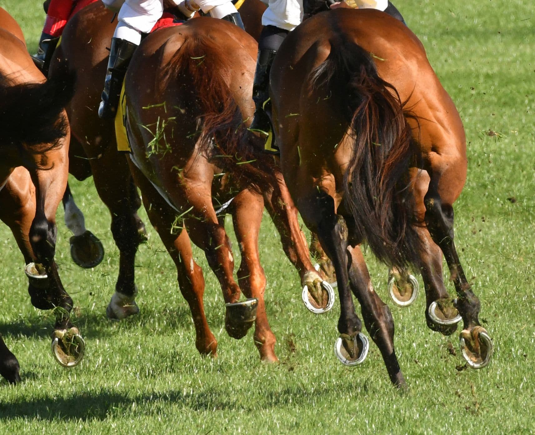 Horses racing