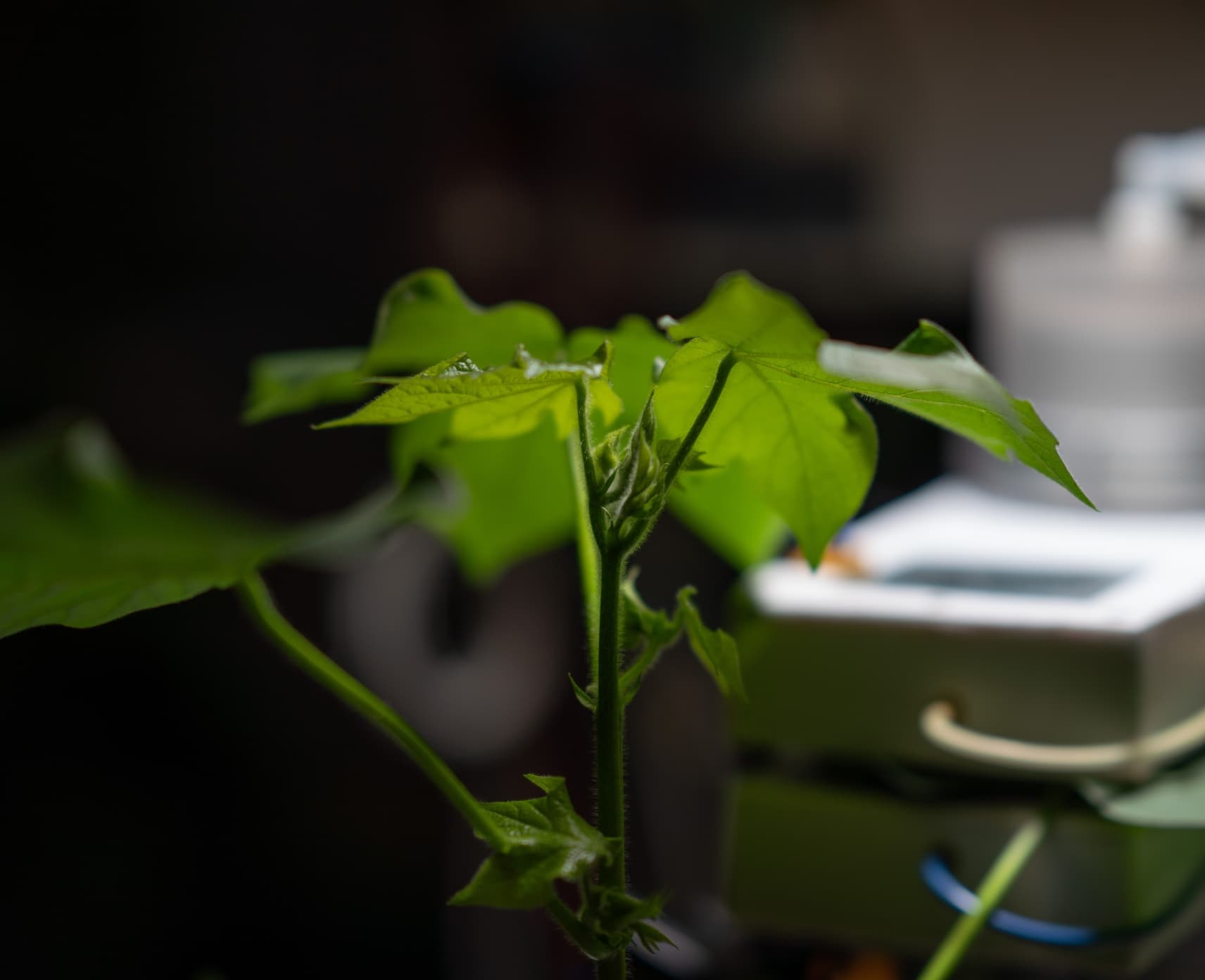 A plant inside a laboratory. There is equipment in the background.