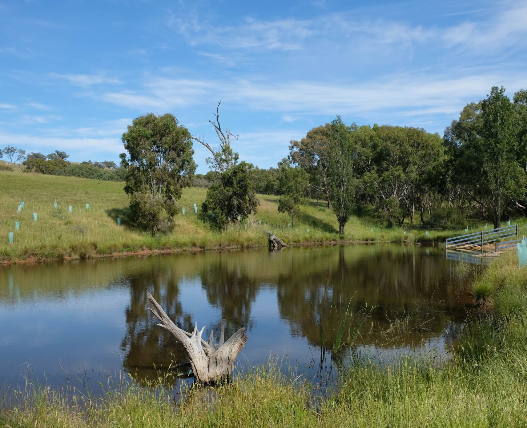 A farm dam in a rural landscape. There are trees in the background