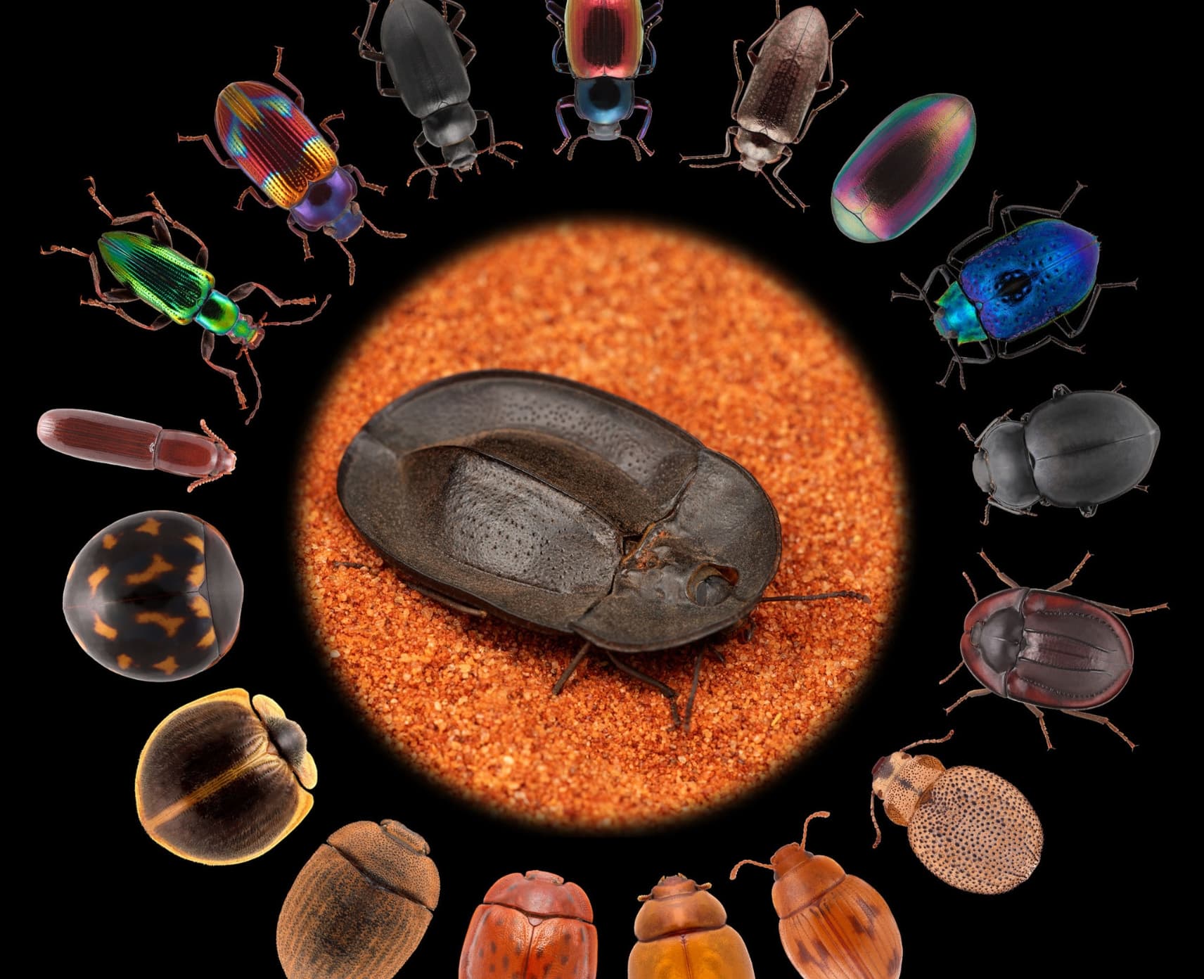 An image showing all of the different species of darkling beetle body shapes and colours thanks to hundreds of millions of years of evolution.