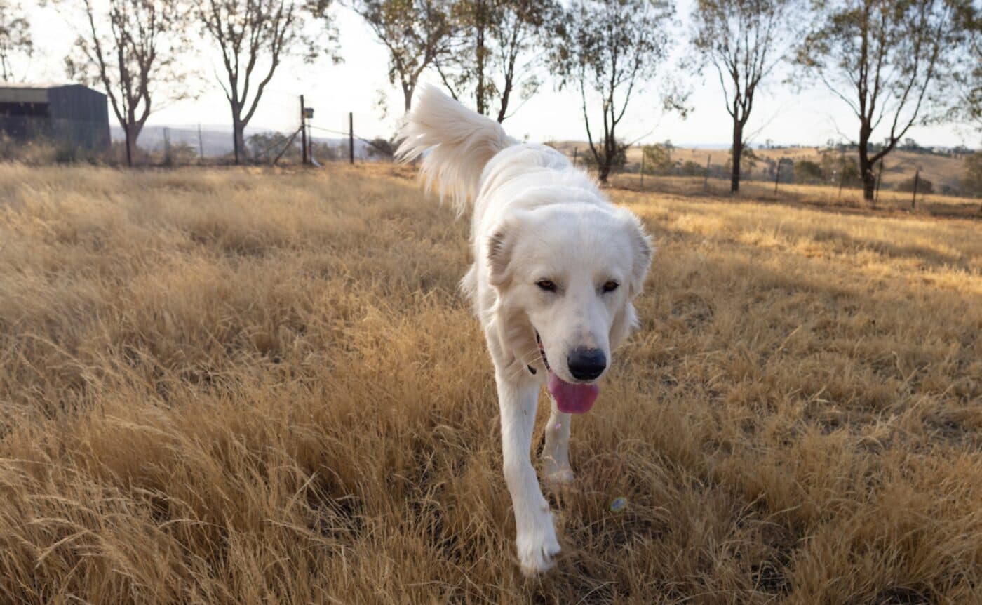 A white sheepdog runs in a paddock.