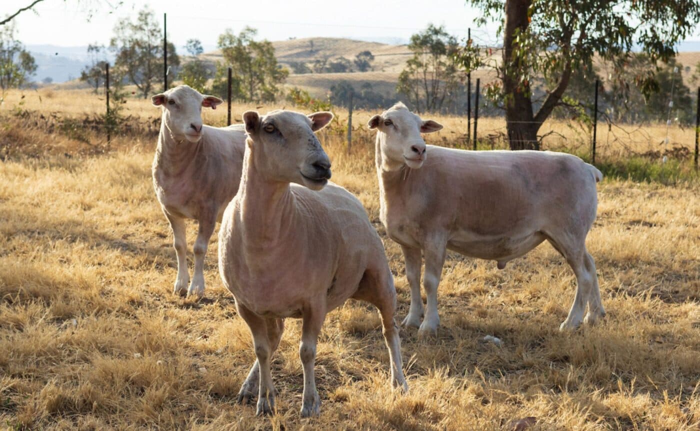 Three sheep stand in front of trees in a paddock in the Australian bush. 