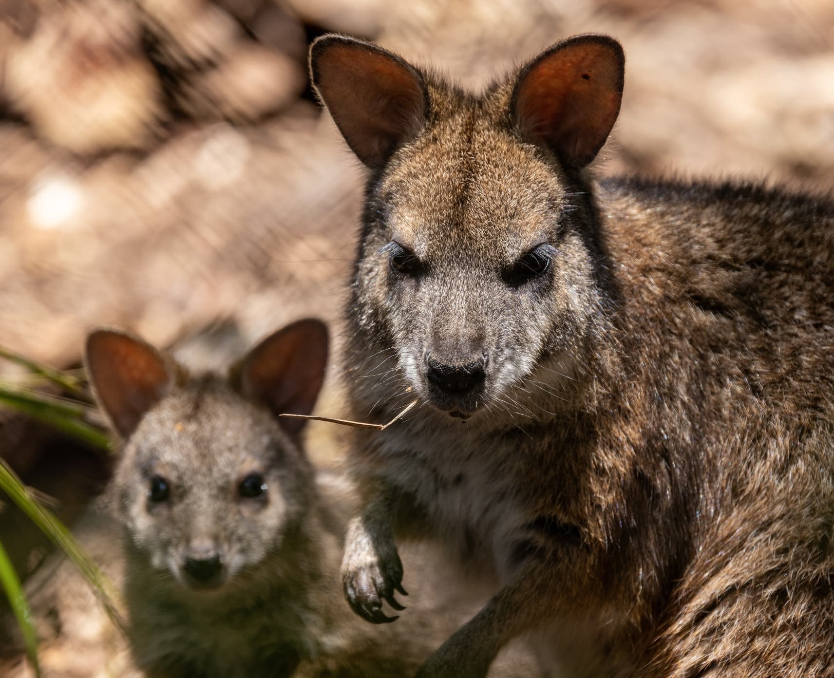 Two Parma wallabies in the wild.