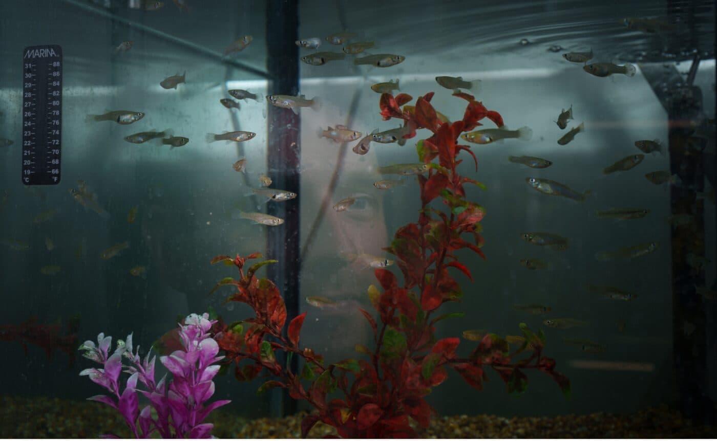 mosquitofish in a fish tank 