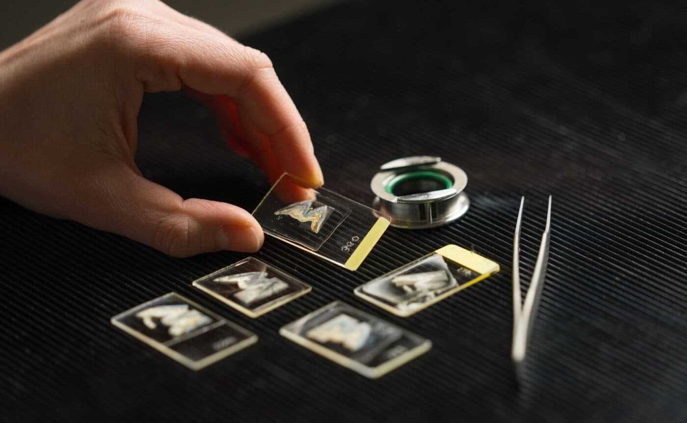 Samples of ancient boar teeth inside individual cases.