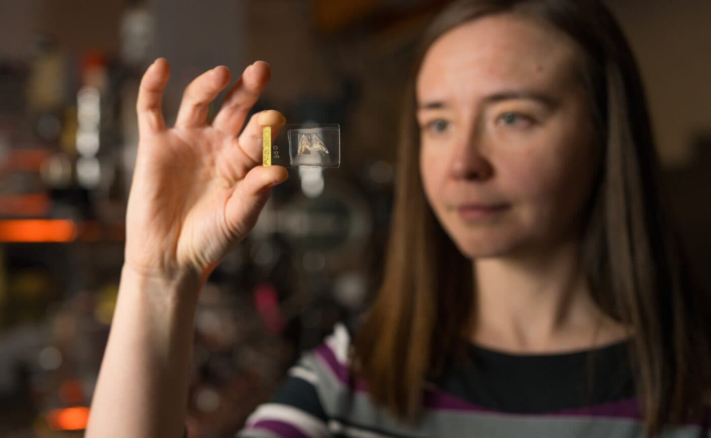 Dr Petra Vaiglova holding a sample of ancient boar teeth.