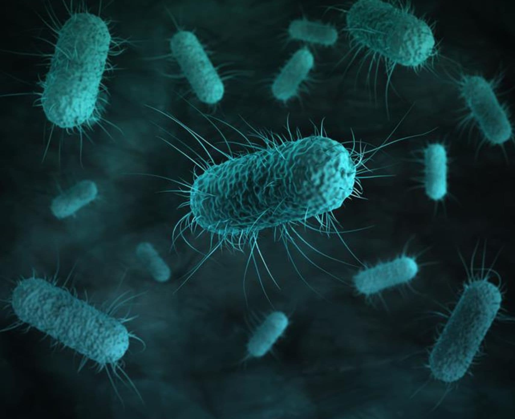 lose up of 3d microscopic bacteria cells (E. Coli) under microscope