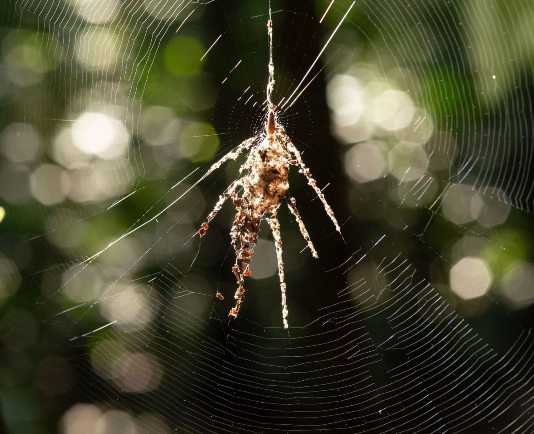 Two species of Cyclosa spiders have been observed building elaborate structures to trick would-be attackers.