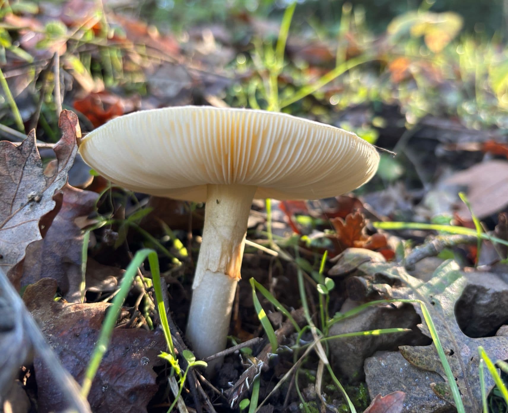 A white mushroom growing in leaf litter