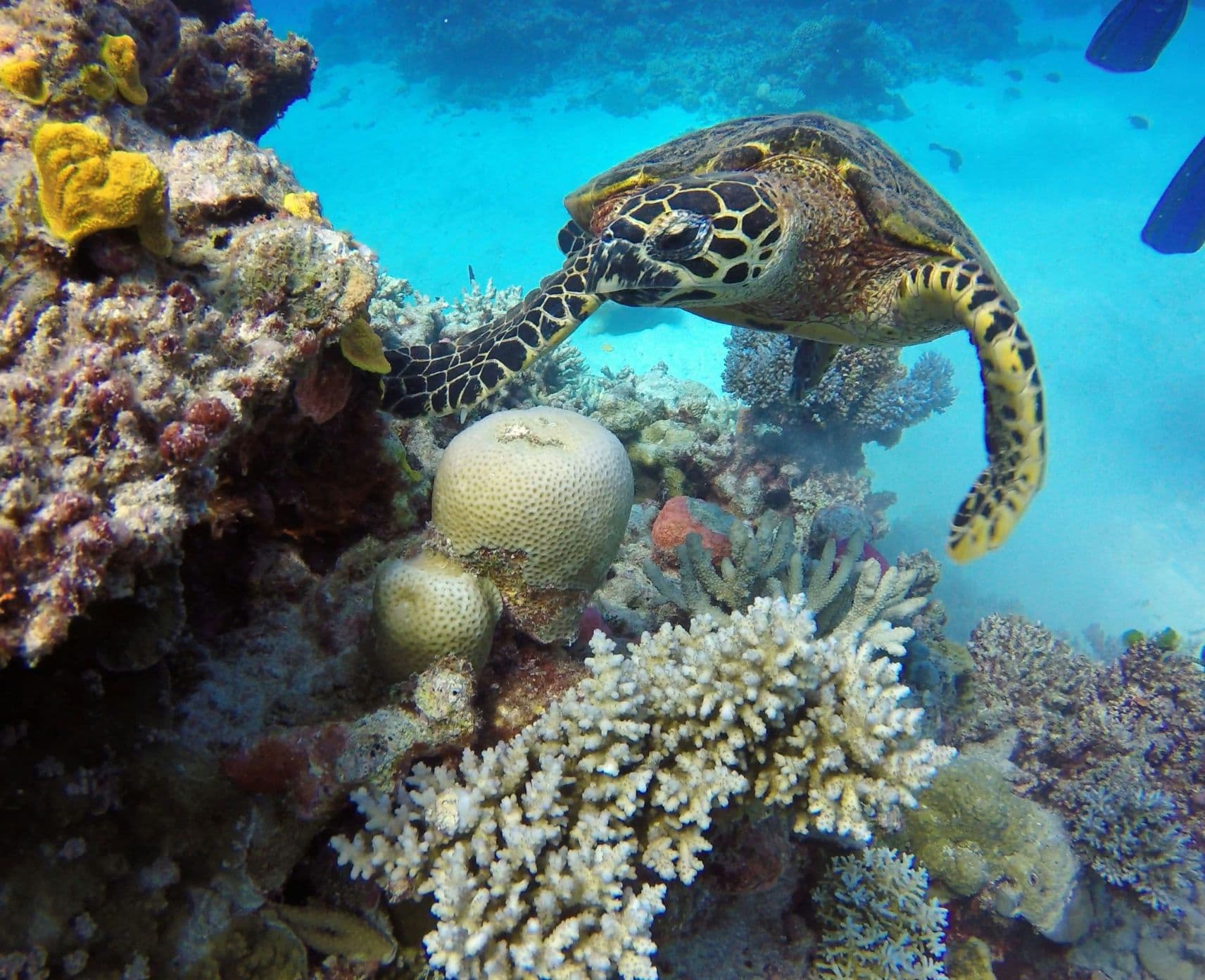 A turtle under water in a reef environment