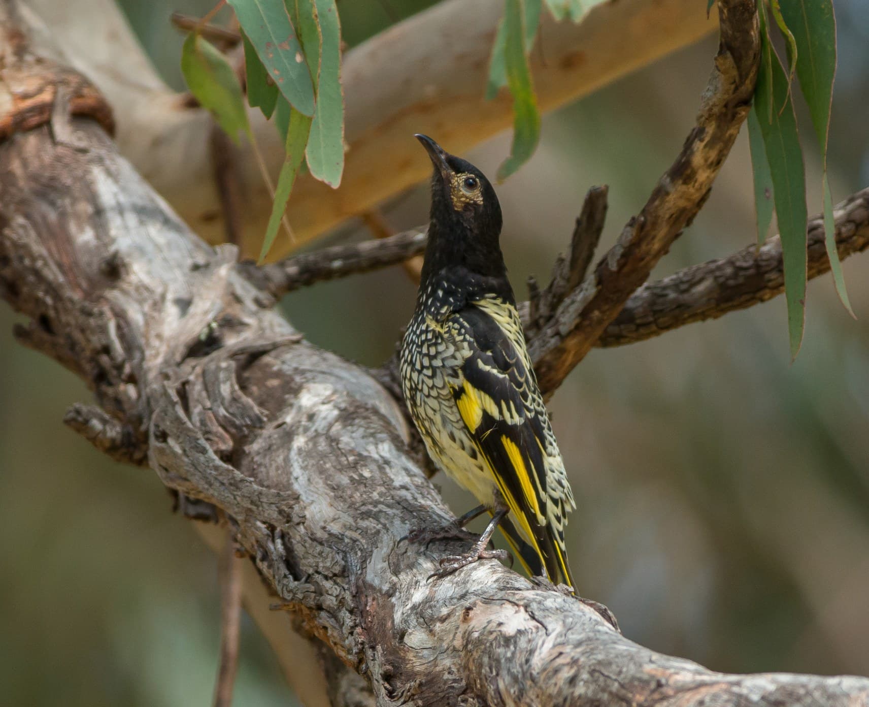 Black and yellow honeyeater sings