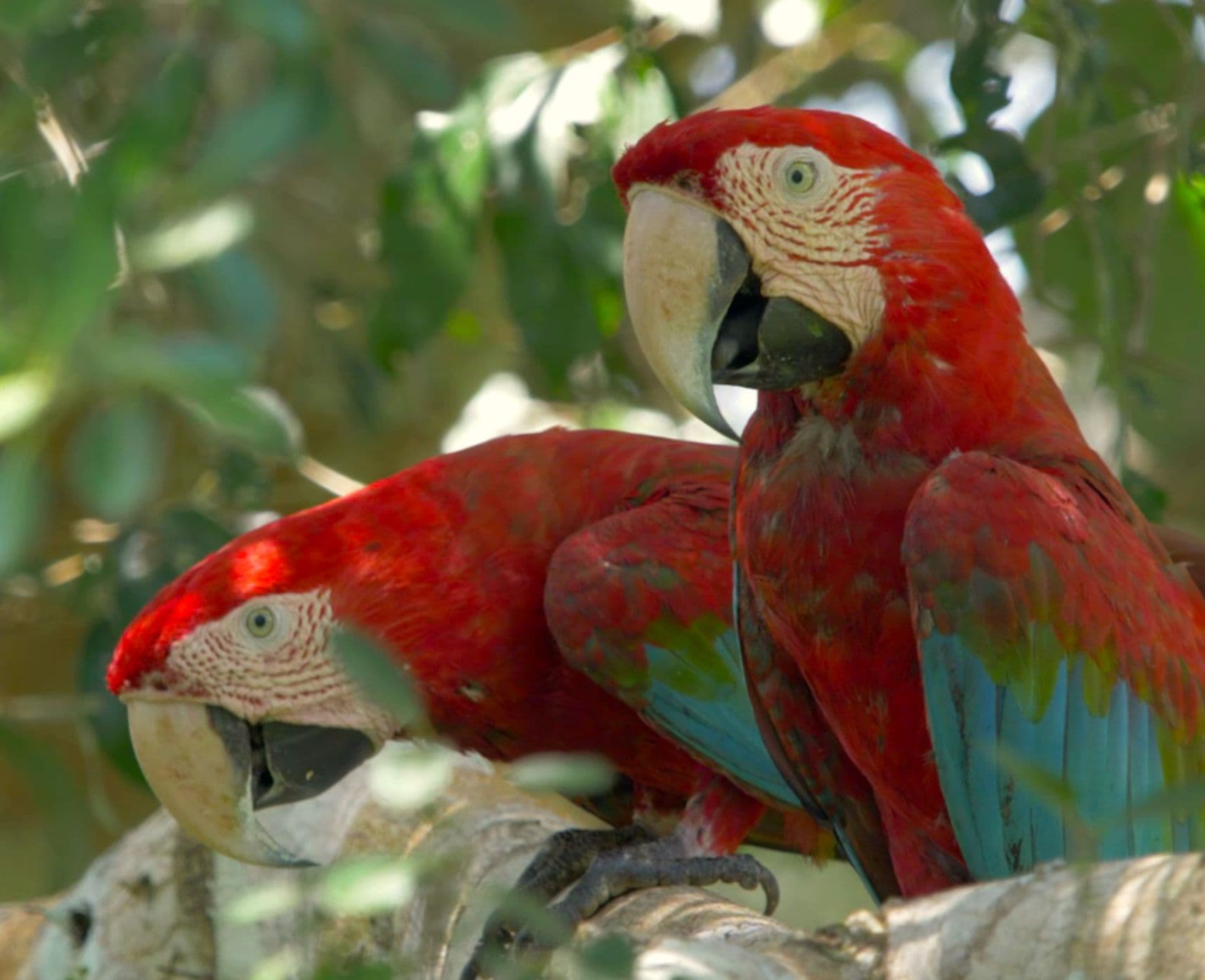 Two large red and green parrots