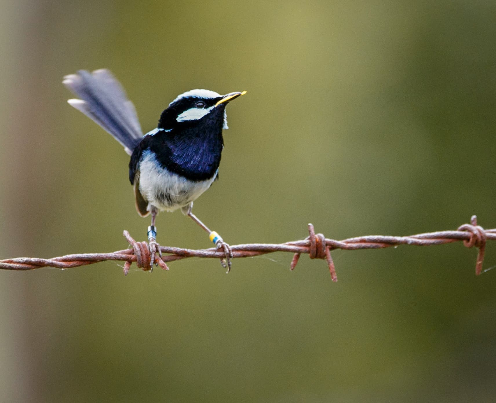 A blue fairy-wren perched on barbed wire