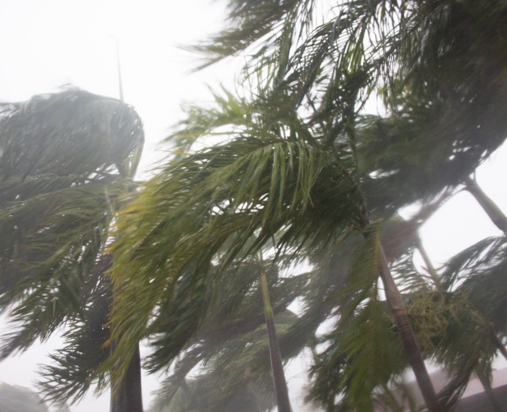 Palm trees in wind suggesting a cyclone