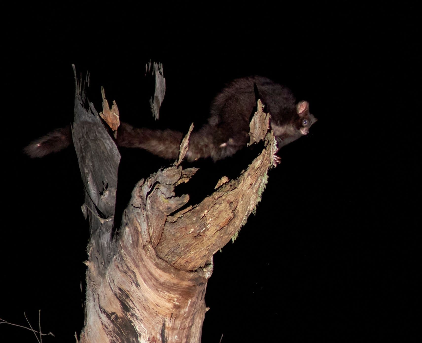 Southern greater glider in a tree at night.