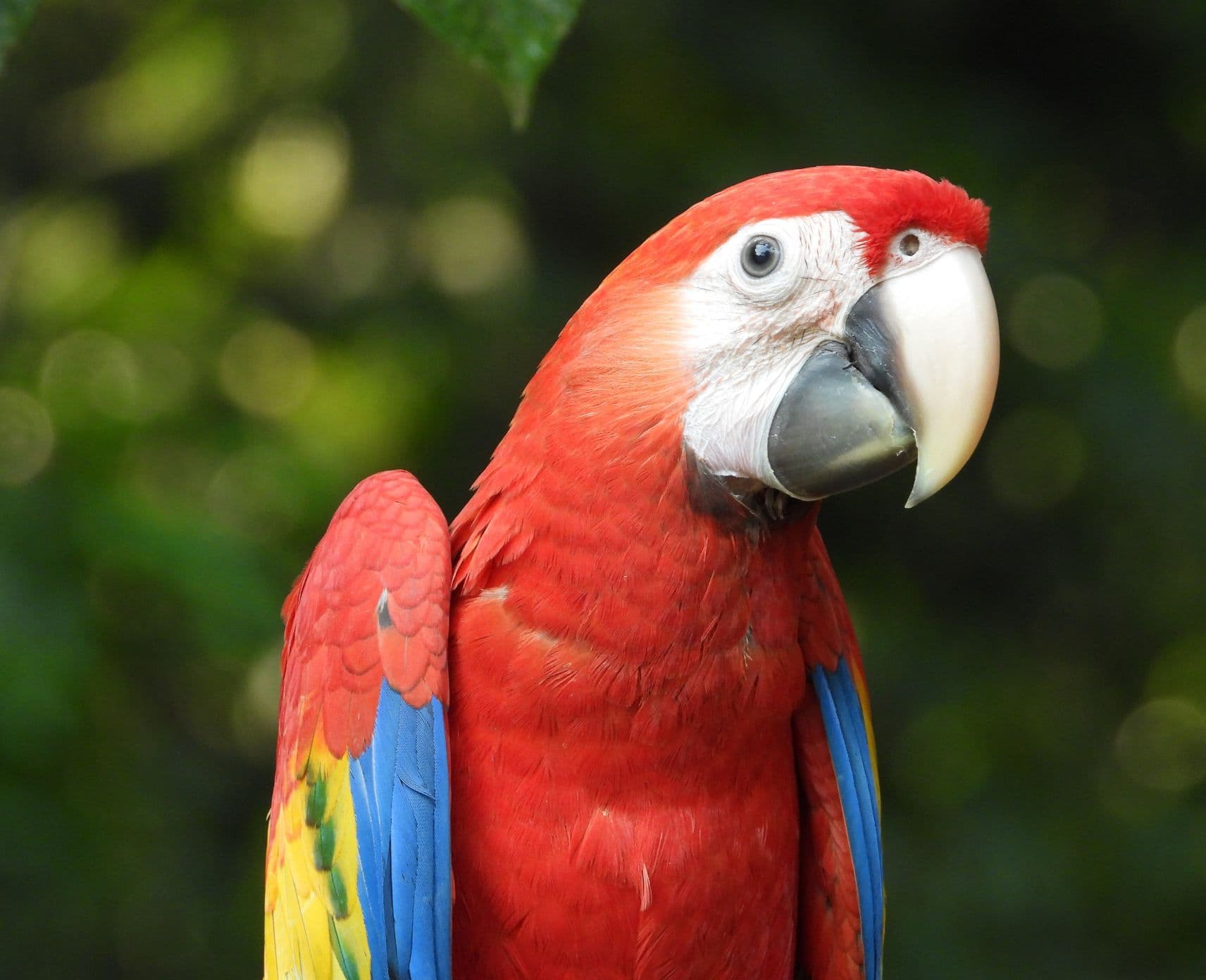 Image of a Scarlet Macaw chick.
