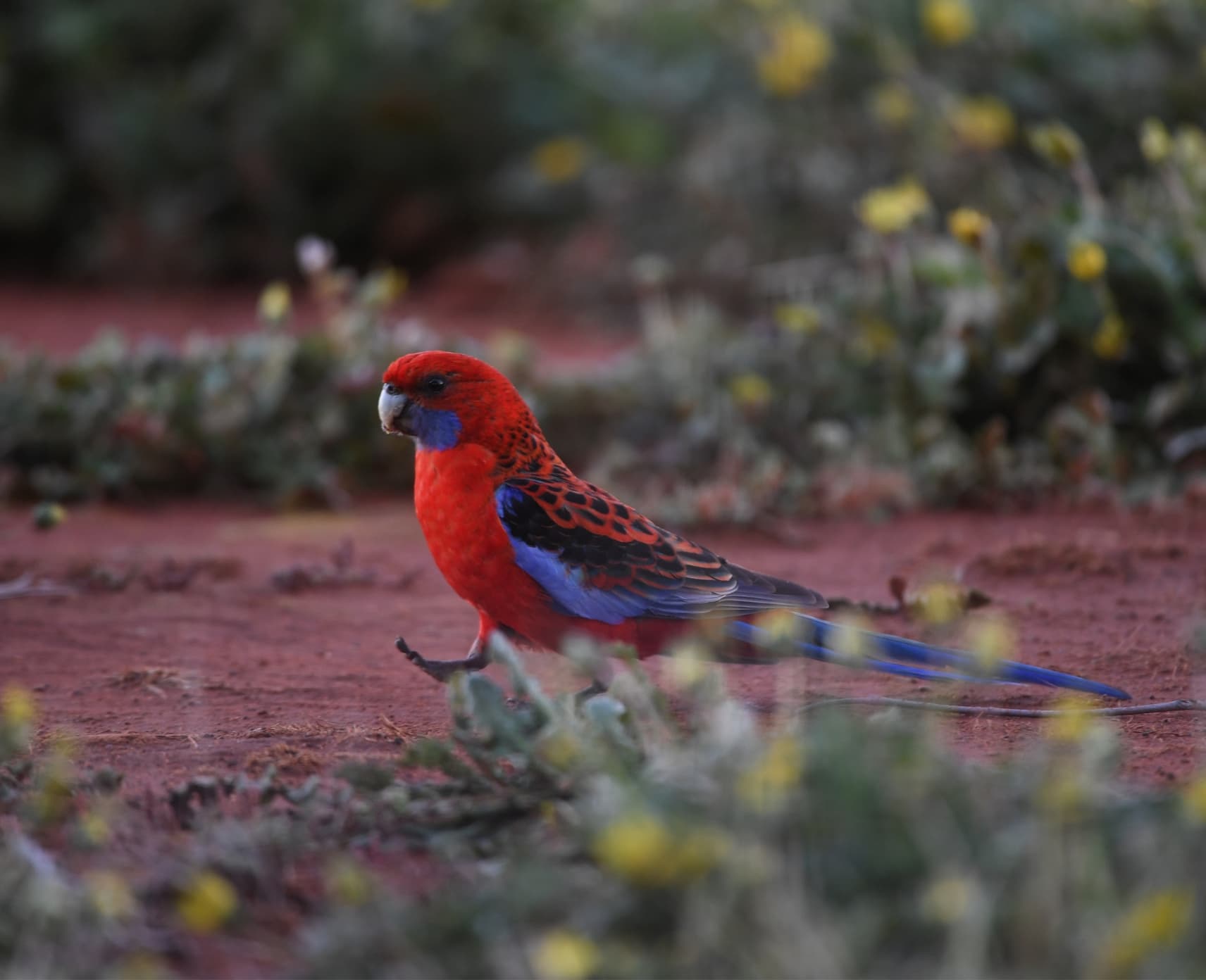 Crimson rosella