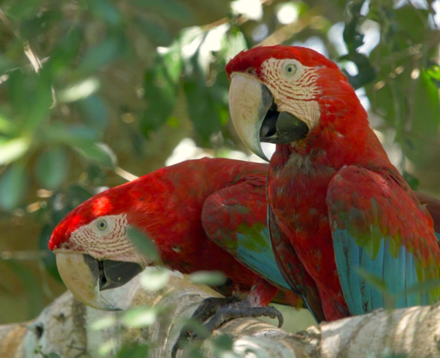 Two red parrots sitting on a branch.