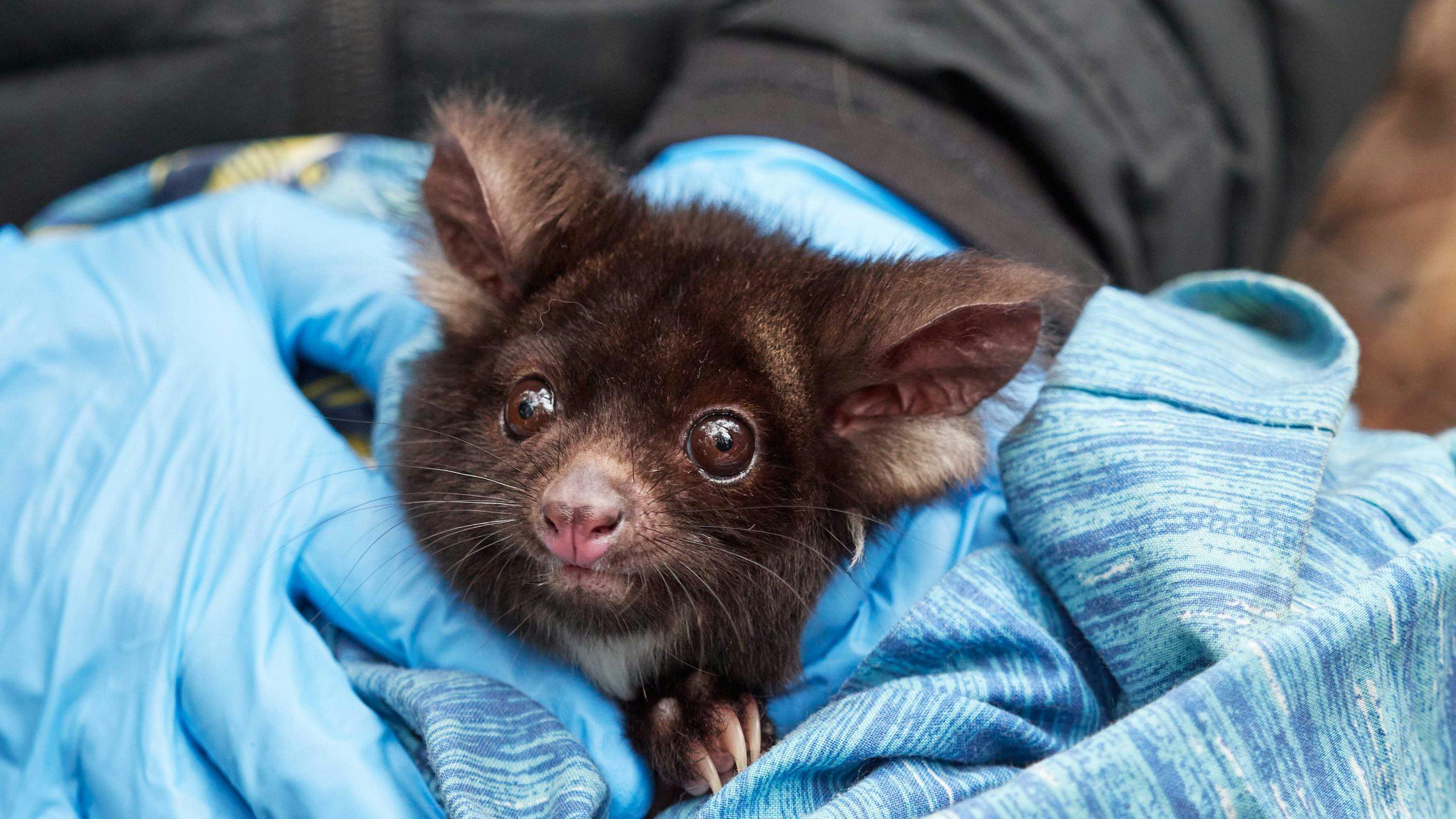 Greater glider is being held by a person with blue gloved hands and is wrapped in a blue blanket