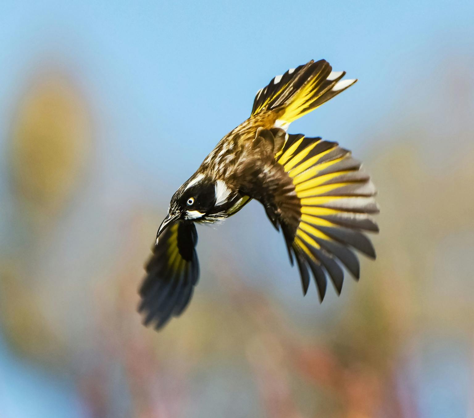 bird flying with its wings stretched. It has black and yellow feathers