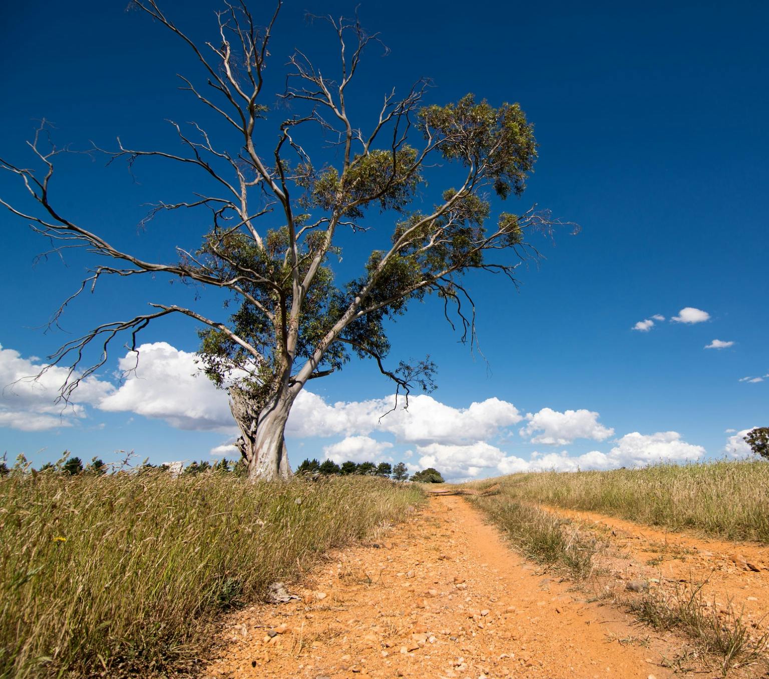 red dirt road leading into the distance with a large tree to the left of the road and long grass next to the road