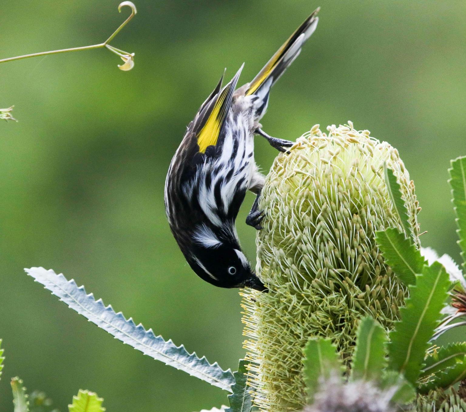 bird with yellow, black and white feathers is eating from a green banksia flower