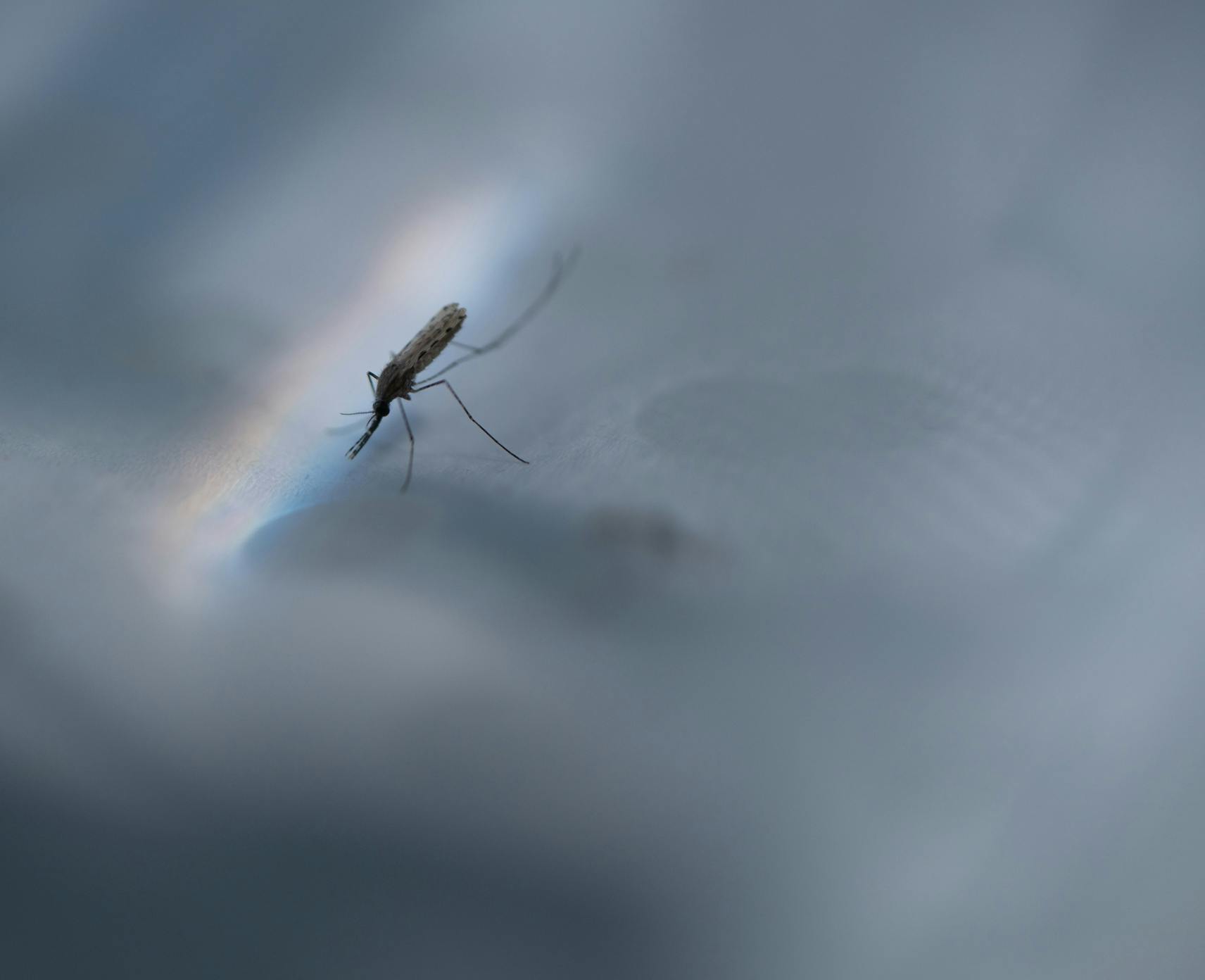 A certain type of mosquito responsible for causing malaria