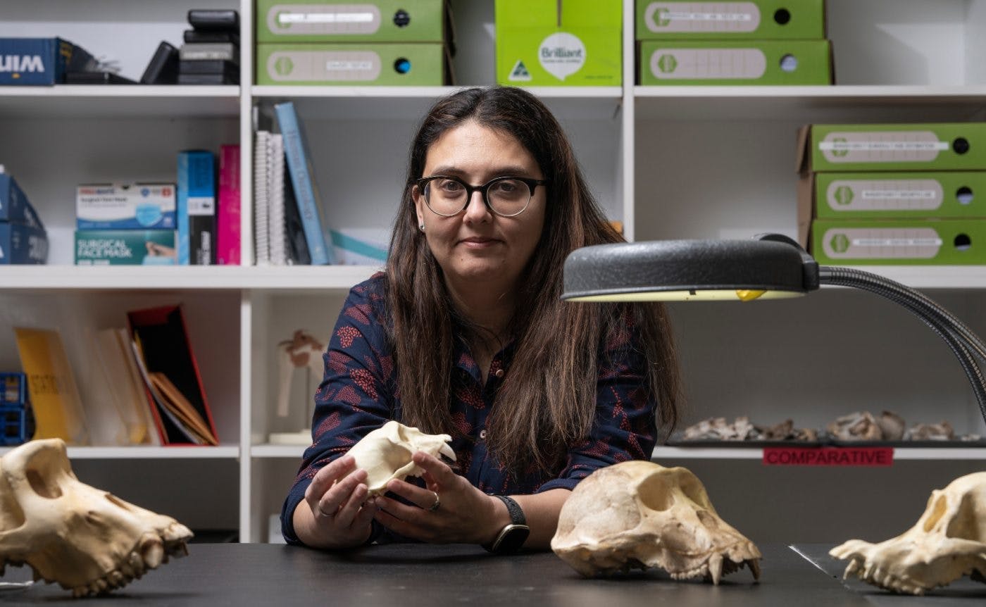 Dr Katharine Balolia is holding an animal skull. There are multiple animal skulls on the bench in front of her.