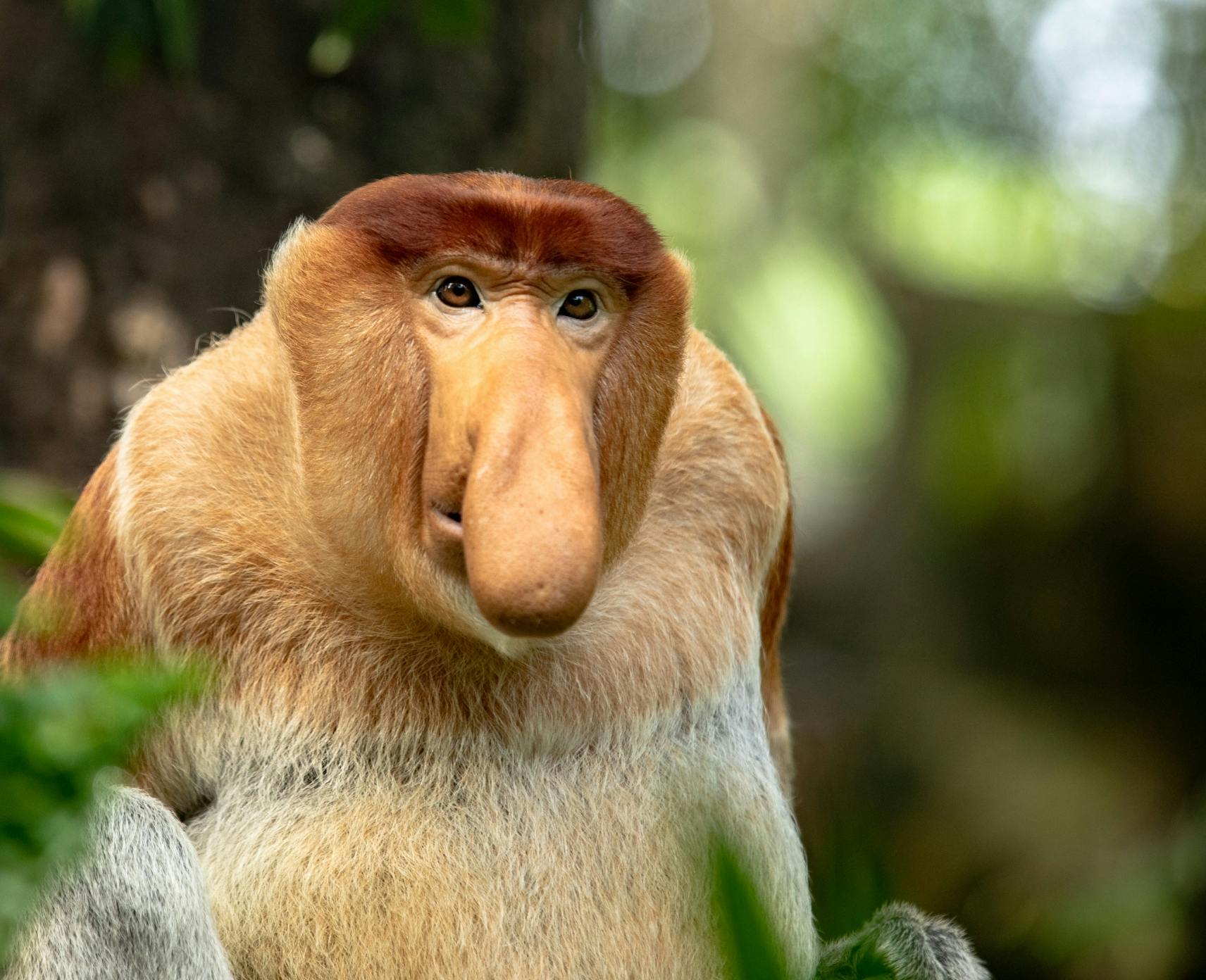 A male proboscis monkey in the wild, famously known for their long, large and droopy noses.