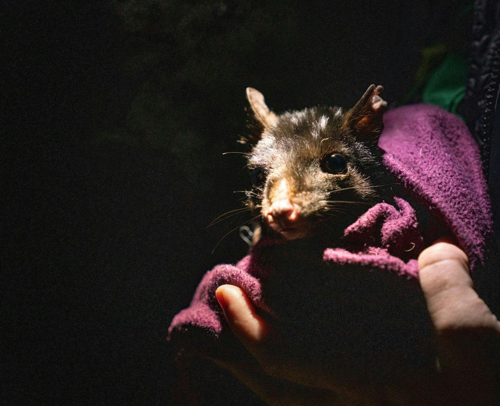 An eastern quoll is held during monitoring at Mulligans Flat.