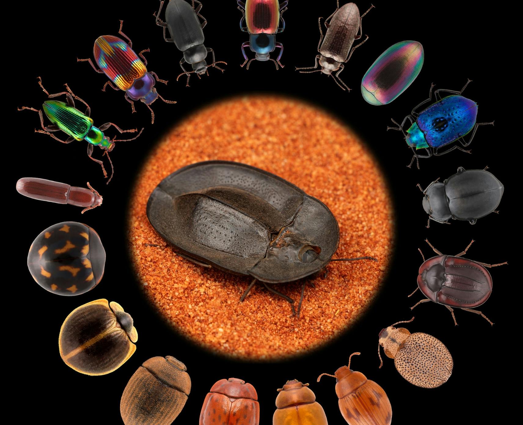 An image showing all of the different species of darkling beetle body shapes and colours thanks to hundreds of millions of years of evolution.