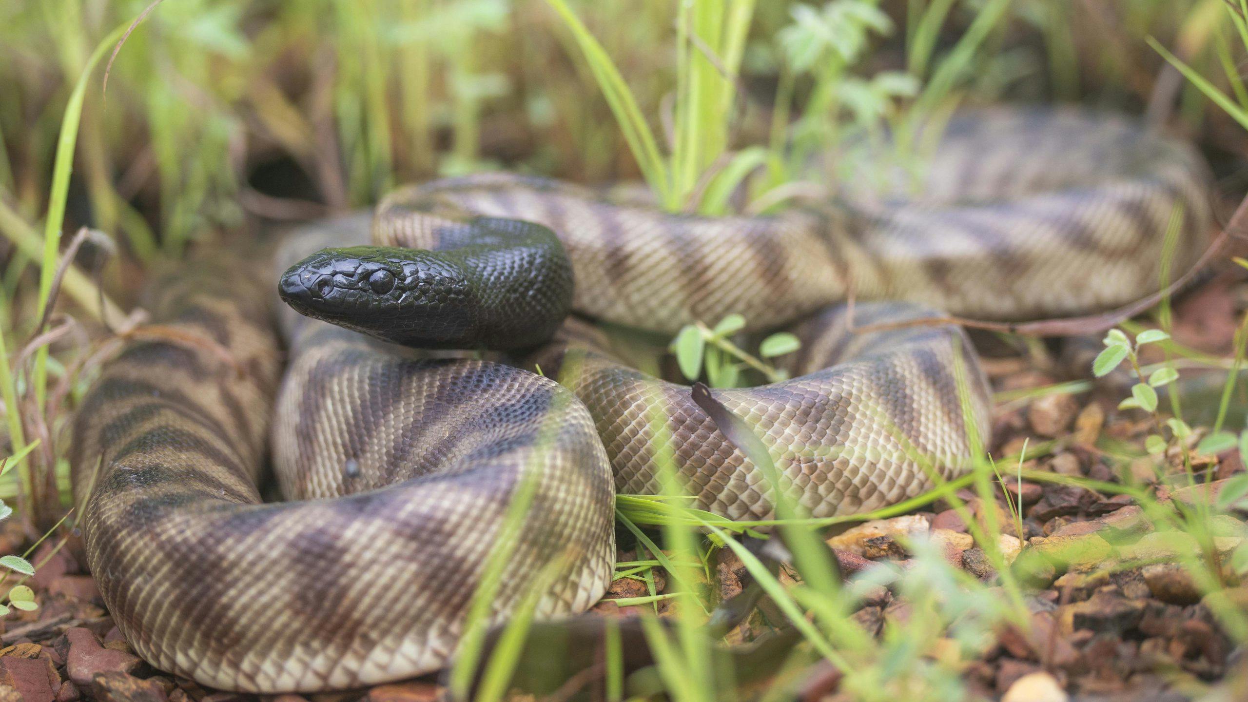 brown patterned python with a black head lying in grass