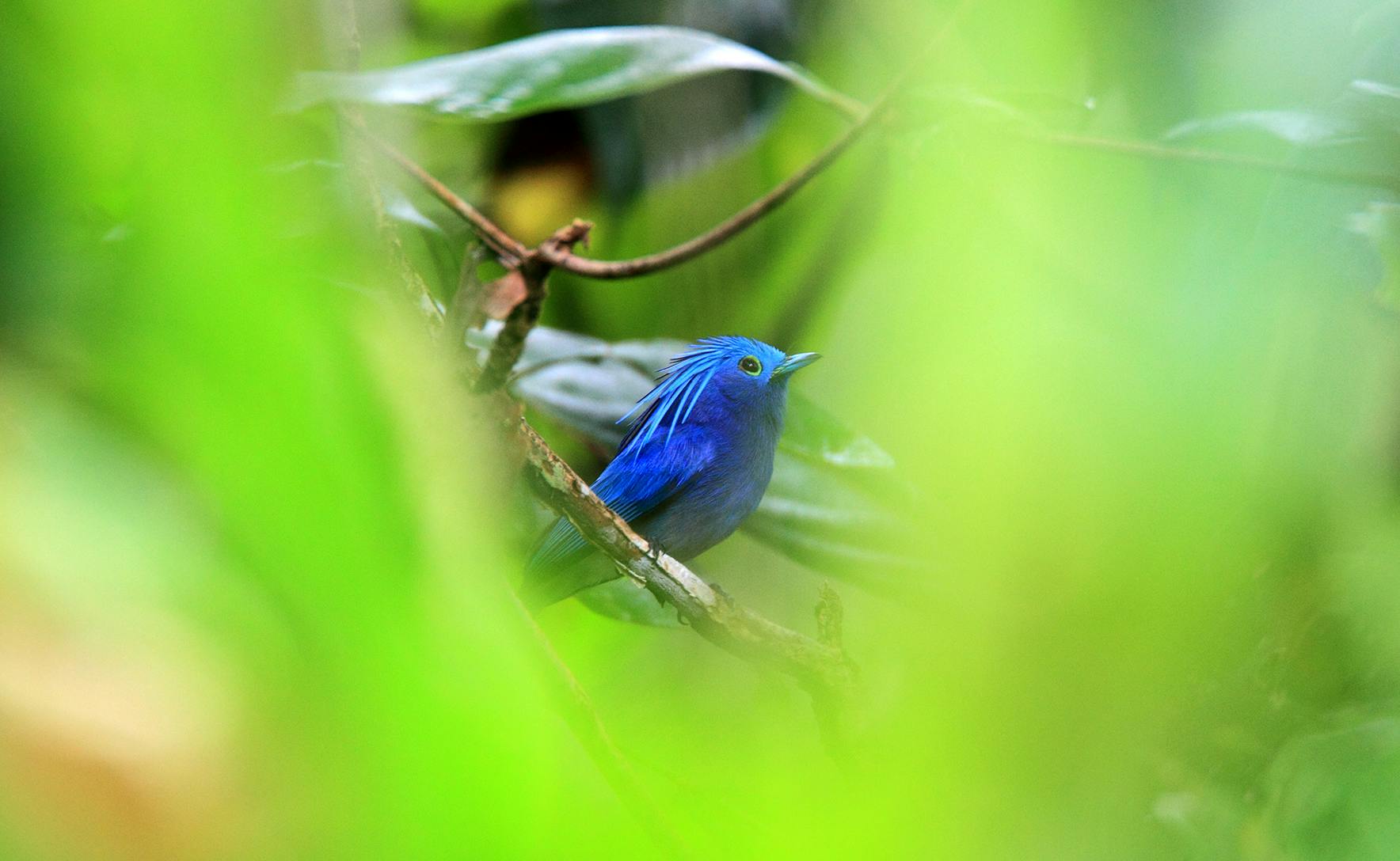 A bright blue bird called a celestial monarch sits in a tree amongst green foliage. 