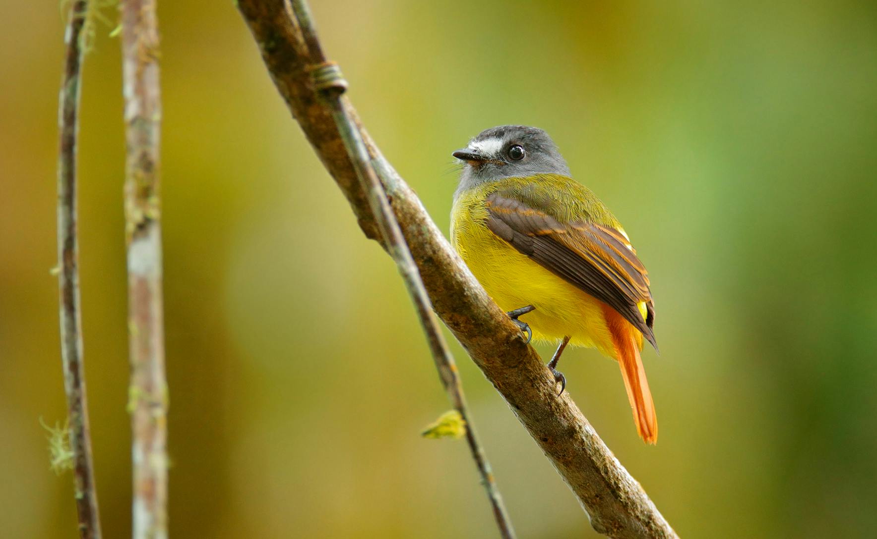 A bright yellow breasted bird with green feathers and an orange tail is in focus sitting on a branch. The green background is blurred. 
