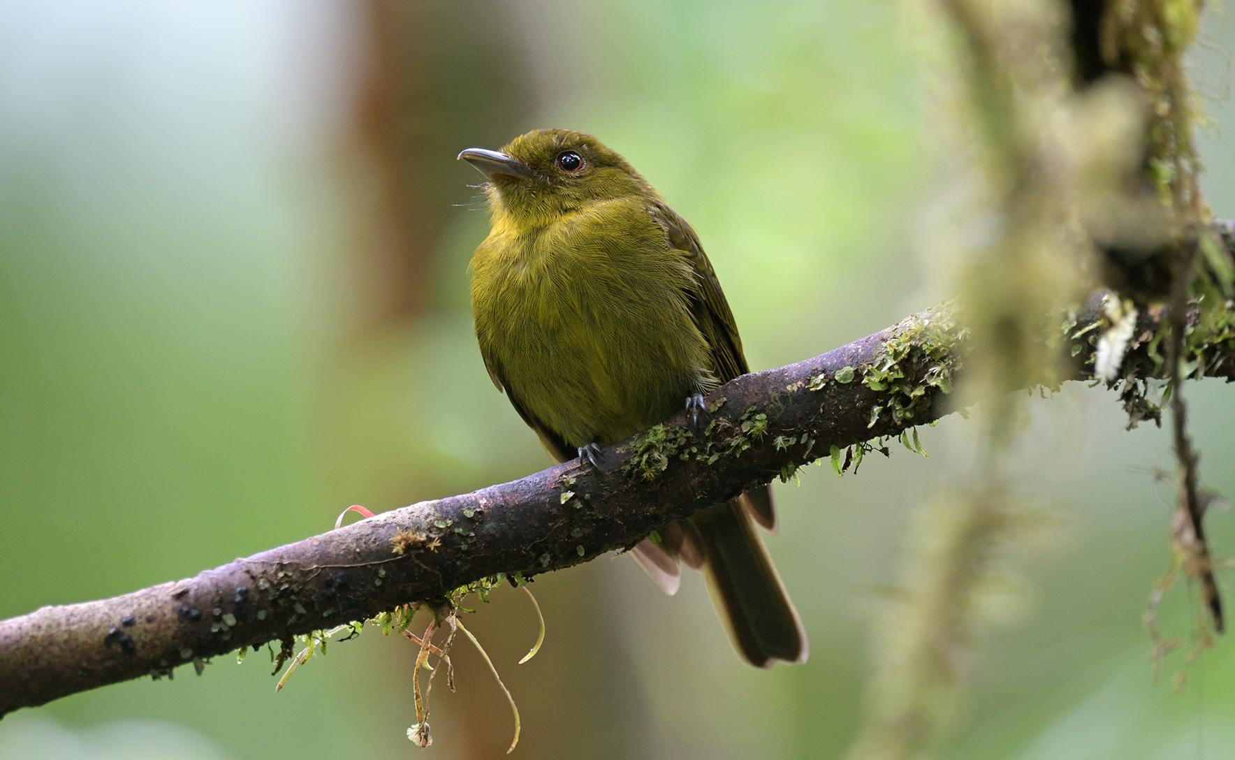 A yellow-green breasted bird sits on a branch. 