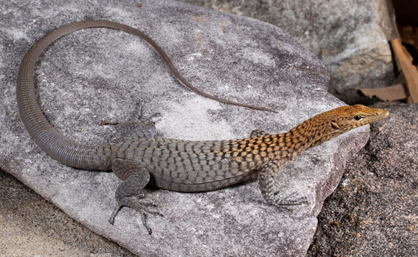 The orange-headed Rock Monitor (Varanus umbra) with its grey spotted body and distinct orange head.