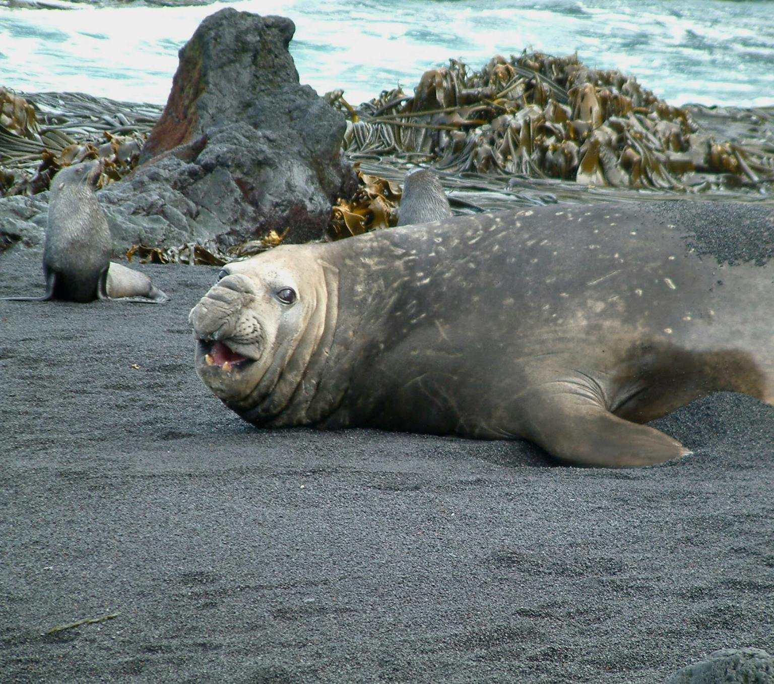 seal is picured lying on grey sand with rocks, the ocean and green seaweed in the background