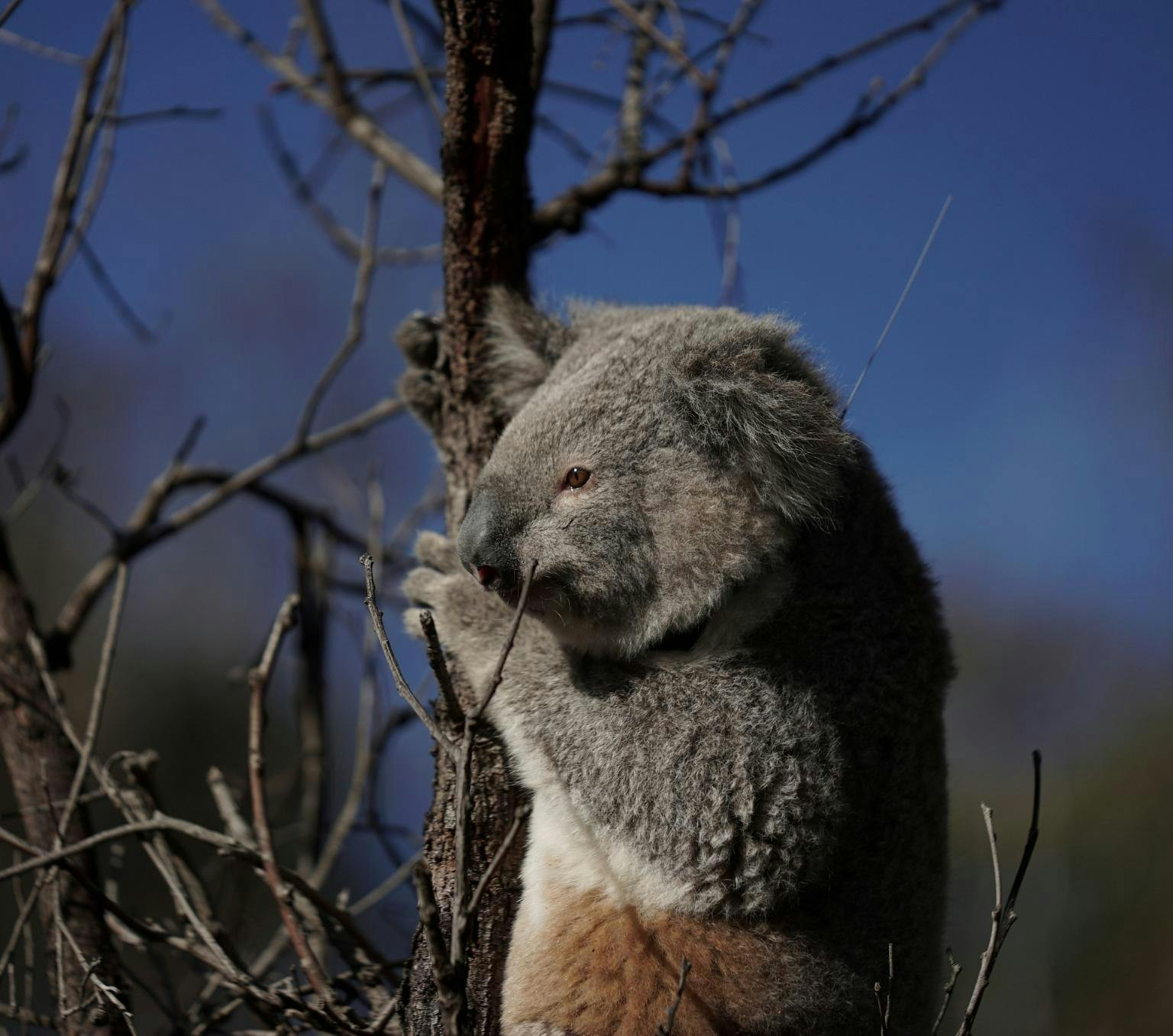A koala clings to a tree in a forest.