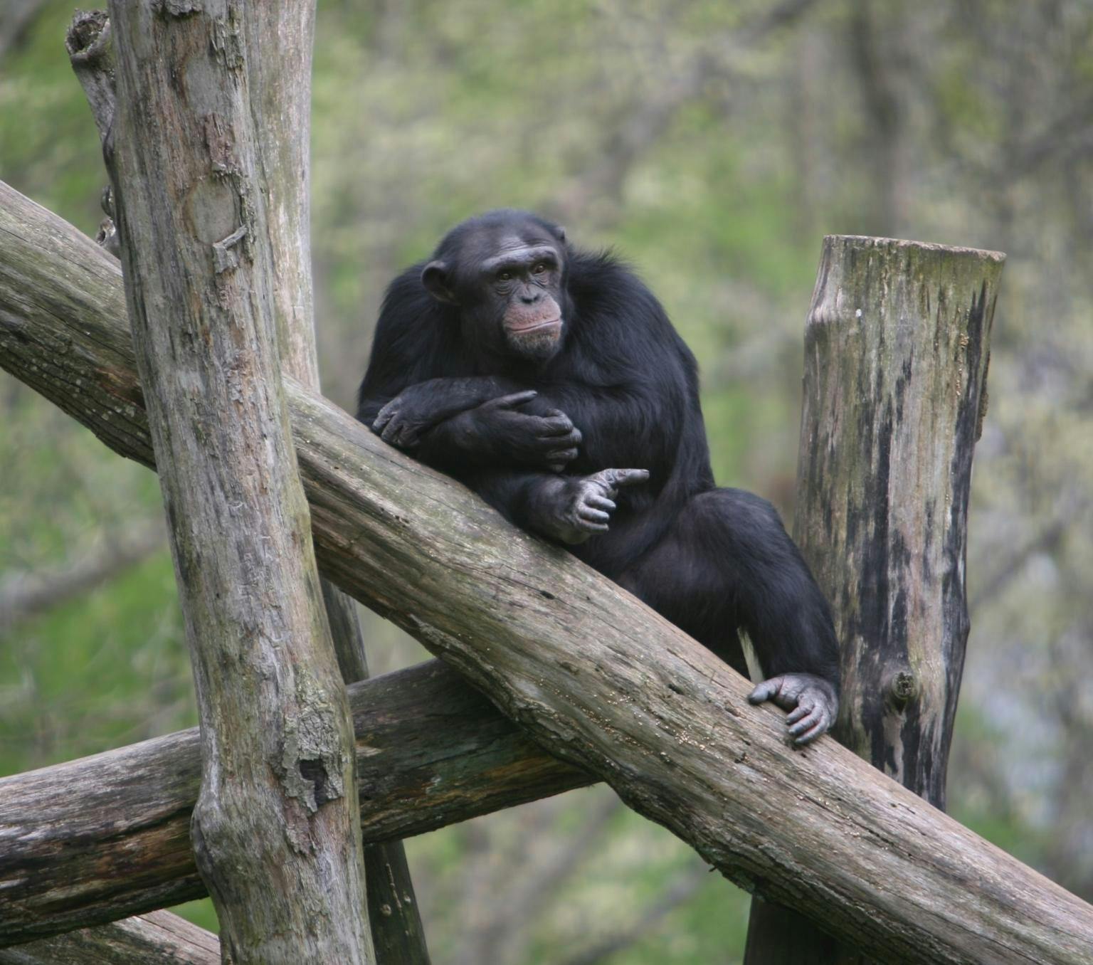 Black adult chimpanzee is perched on logs outside